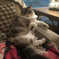 NWR: Tomorrow is National Cat Day!