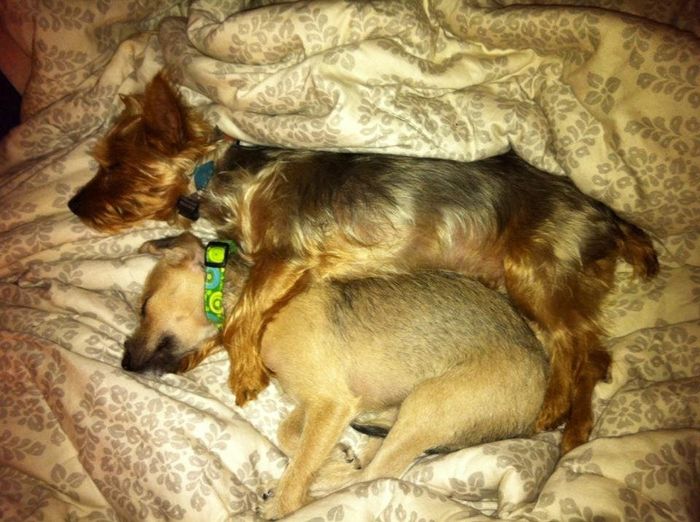 My new fur babies!