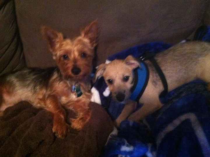 My new fur babies!