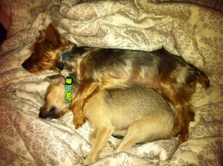 My new fur babies!