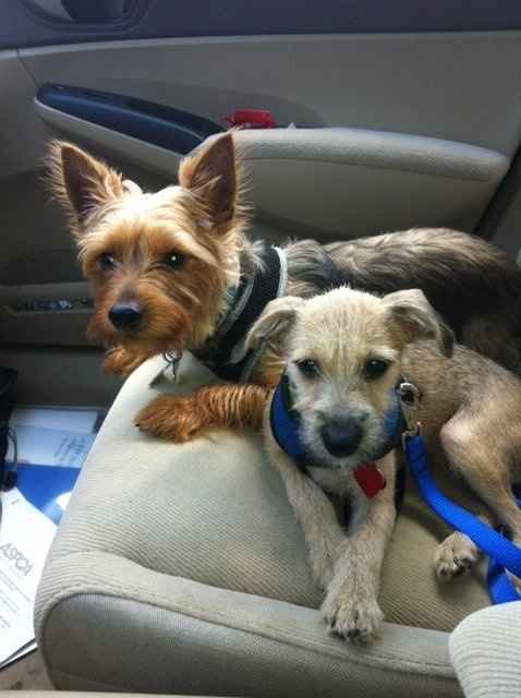 Let's see some FUR babies!