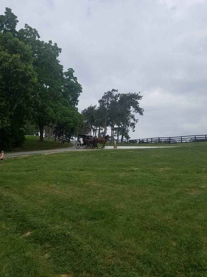 A Sylphier non-pro BAM