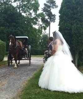 A Sylphier non-pro BAM