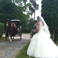 A Sylphier non-pro BAM