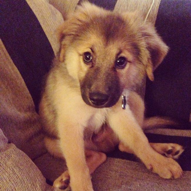 Show me your puppies!