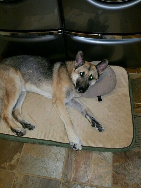 NWR: New puppy!