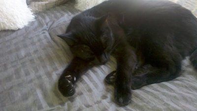 NWR - Furbabies :)