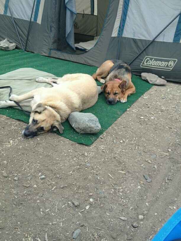 NWR: Show me your pups!