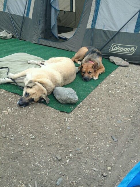 NWR: Show me your pups!