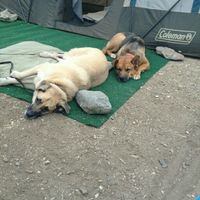 NWR: Show me your pups!