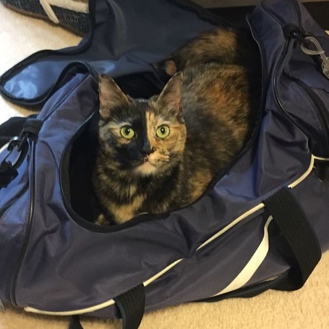 Furbaby pick me up