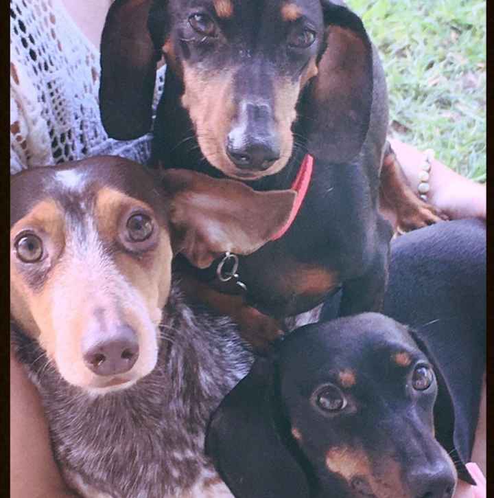 Let me see those fur babies!