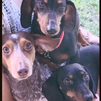 Let me see those fur babies!