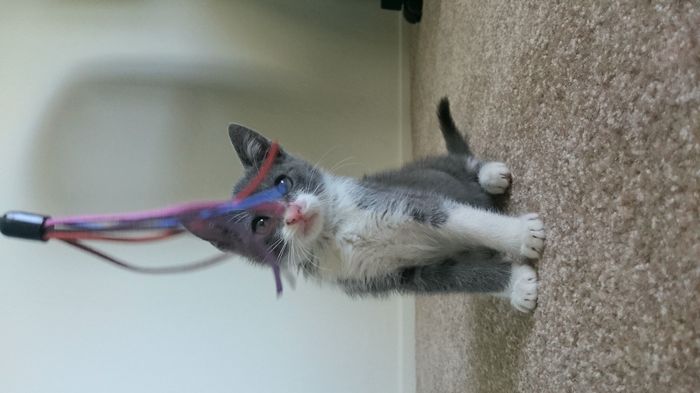 NWR: Fur-babies