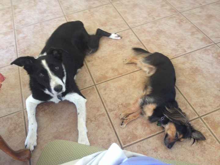 NWR: Show off your furbabies!