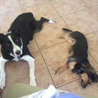 NWR: Show off your furbabies!