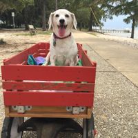 NWR: Show off your furbabies!