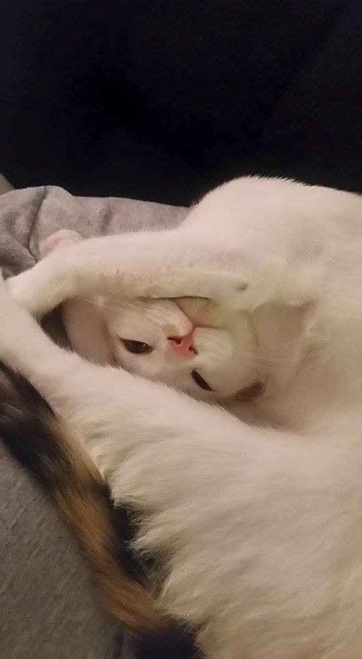 Another Introduction!