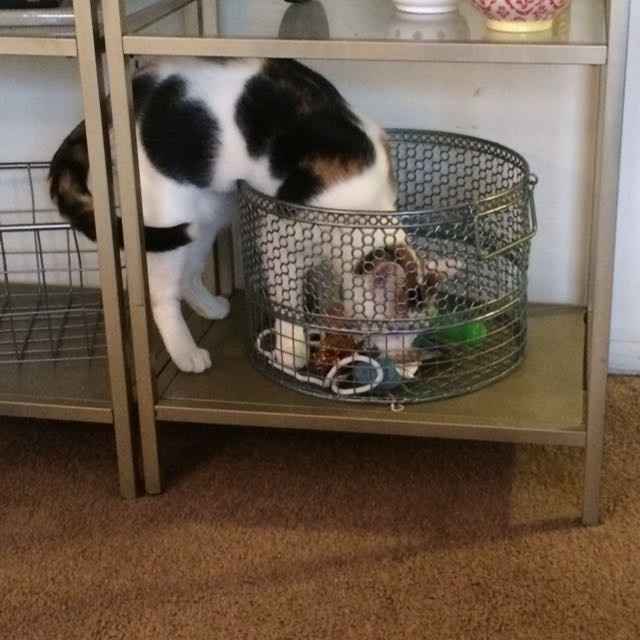 NWR- Does anybody want a dog?