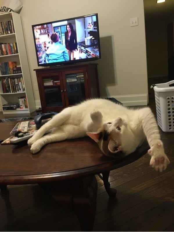 Show my your kitties!