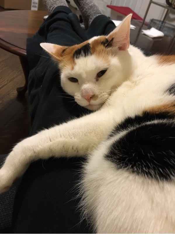 NWR: Tomorrow is National Cat Day!