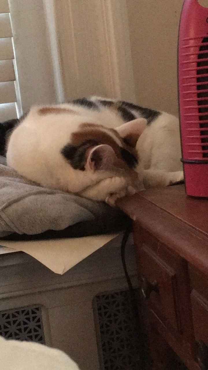 NWR: Pet Owners...Can we play a fun game? :D