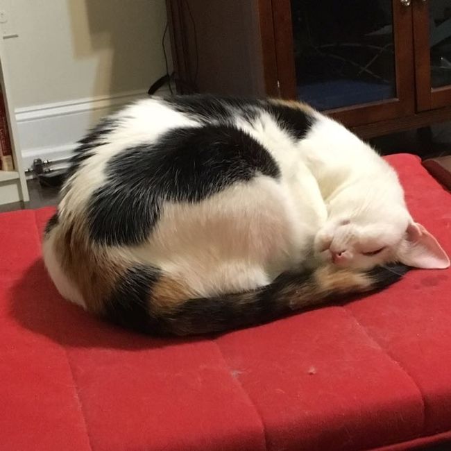NWR: Tomorrow is National Cat Day!