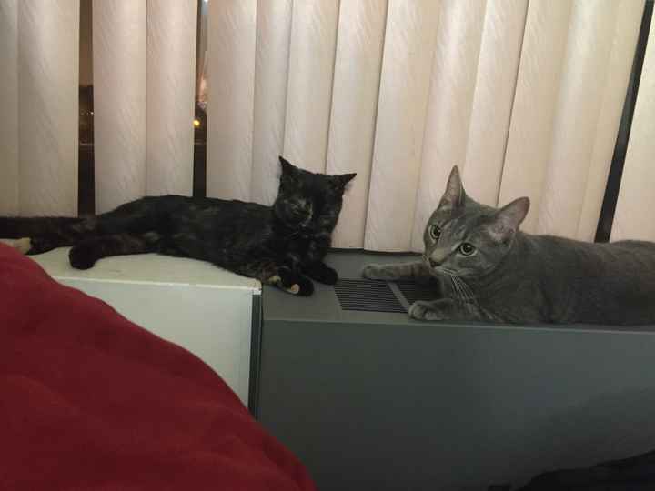 Brag Post - Pet Edition!