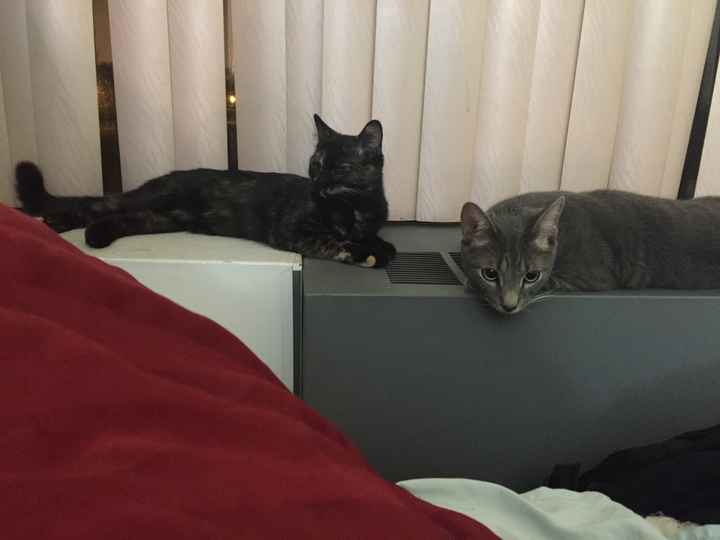 Show off your fur babies!