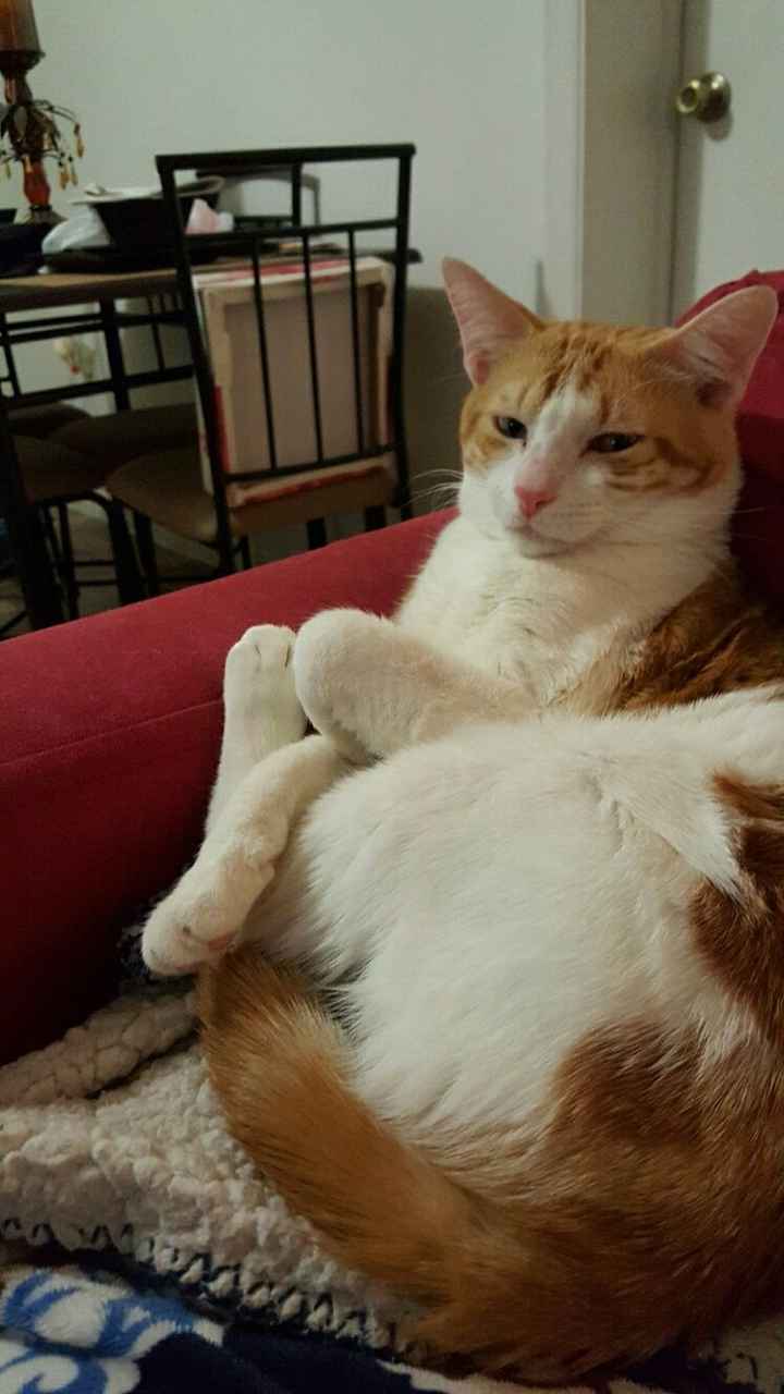 Show off your fur babies!