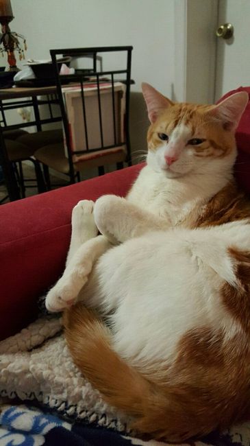 Show off your fur babies!