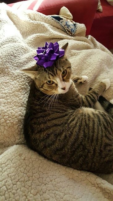Show off your fur babies!