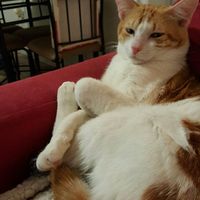 Show off your fur babies!