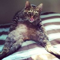 NWR: My pup thinks she's people. She's right. Show me your "people pups!"