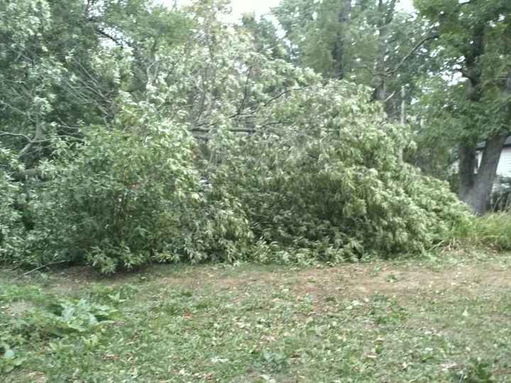 NWR: I WOKE UP THIS MORNING AND FOUND A TREE LAYING ON MY CAR!!! *PICS*