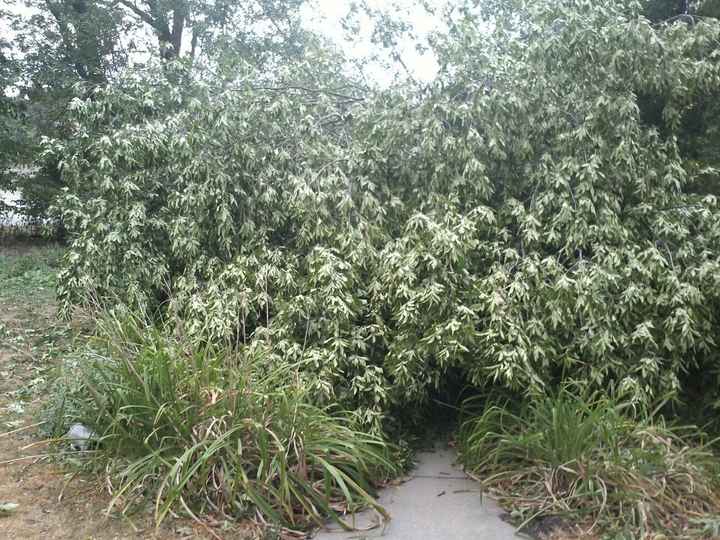 NWR: I WOKE UP THIS MORNING AND FOUND A TREE LAYING ON MY CAR!!! *PICS*