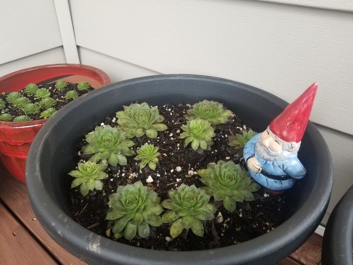 Succulents - 1