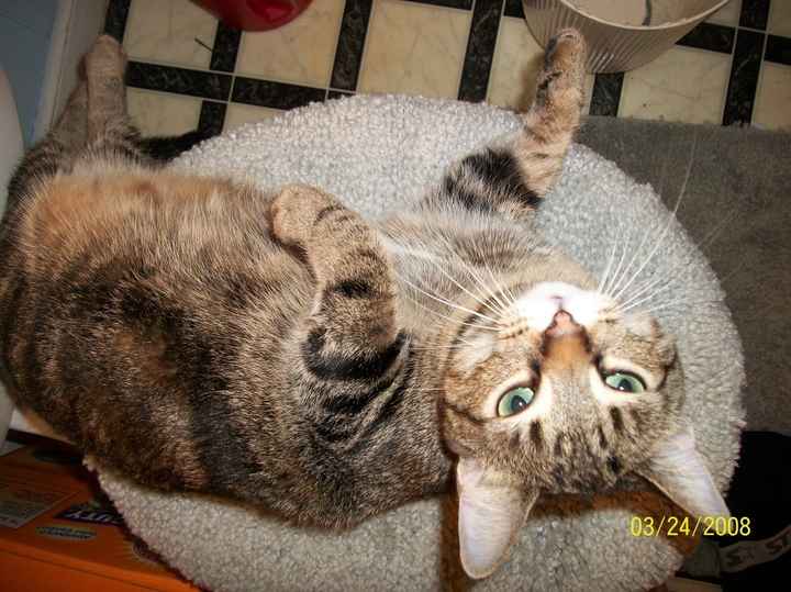 Let's see some FUR babies!