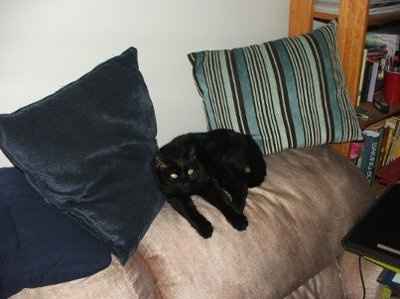 SBR: Meet my Fur-babies, lets see yours too