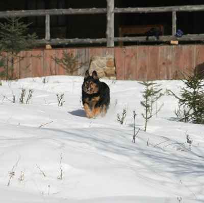 SBR: Meet my Fur-babies, lets see yours too