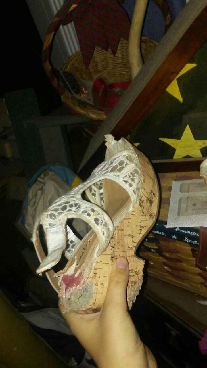 My dog... Did what?!?