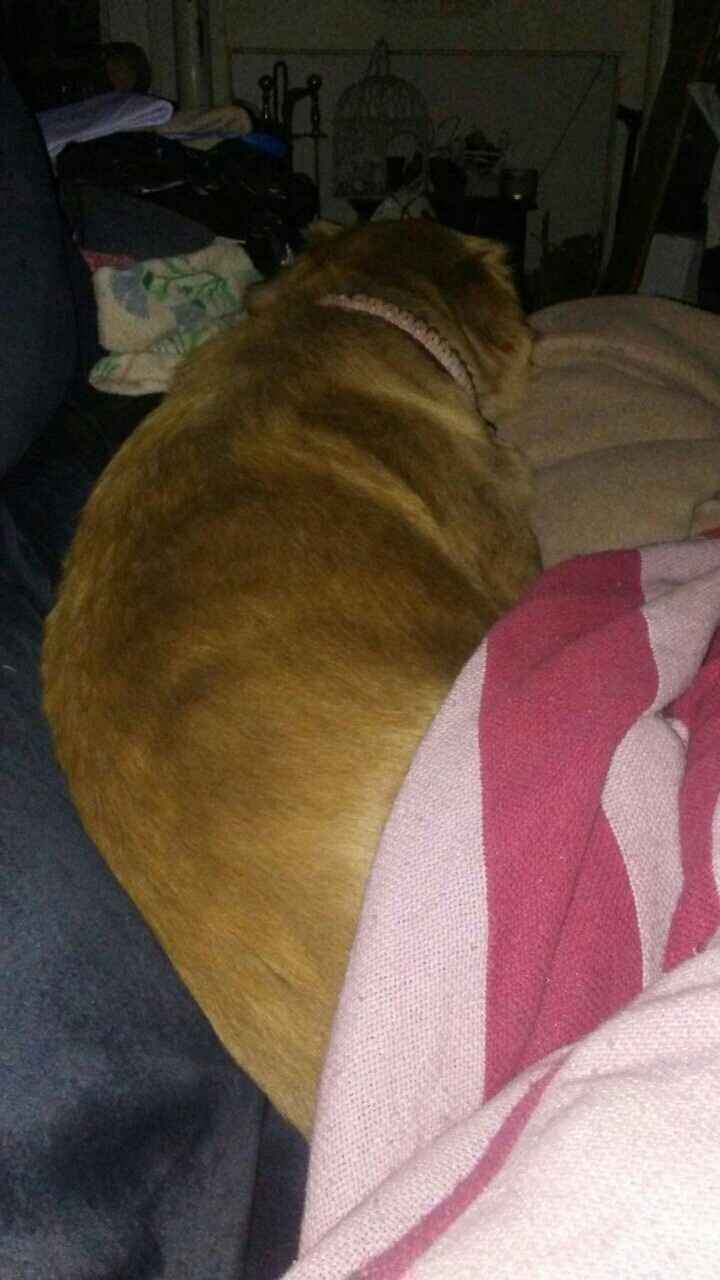 My dog... Did what?!?