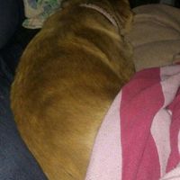 My dog... Did what?!?