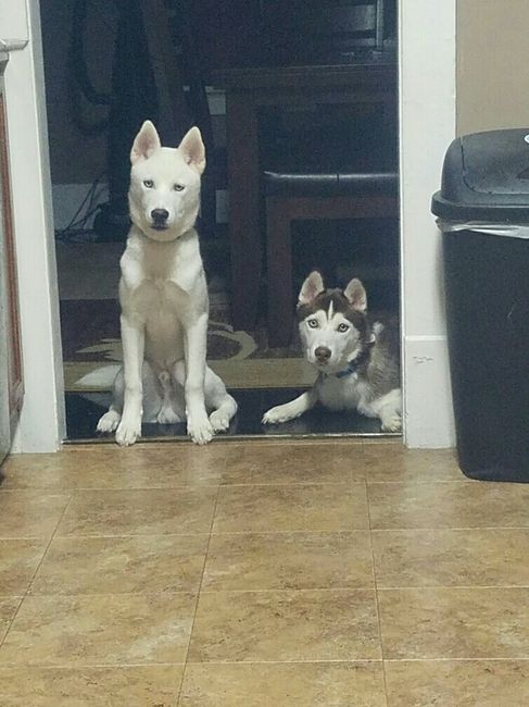 Fur Babies (Give the Best Hugs)
