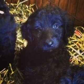 NWR: Our first fur baby together.