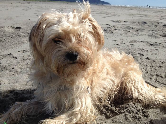 NWR: Fur baby thread!