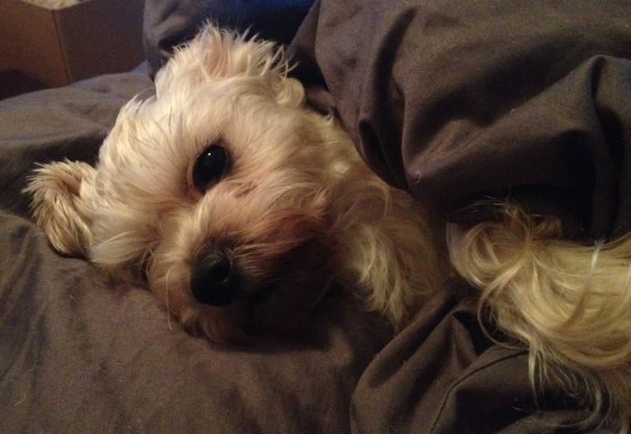 NWR Show me your furbabies