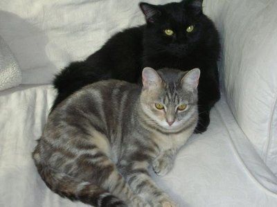 Let's see your pets!