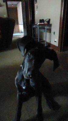 NWR - Furbabies :)