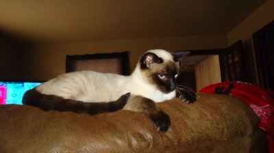 NWR - Furbabies :)